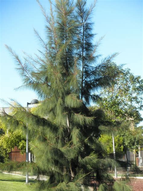 Casuarina equisetifolia - Alchetron, the free social encyclopedia