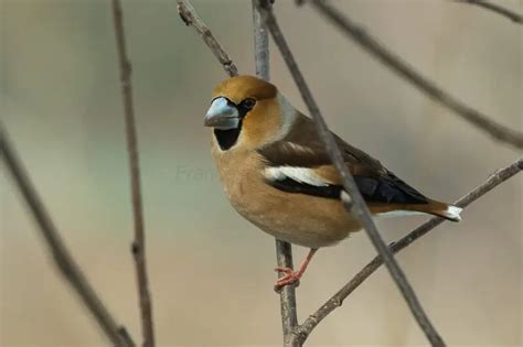 Hawfinch - Facts, Diet, Habitat & Pictures on Animalia.bio