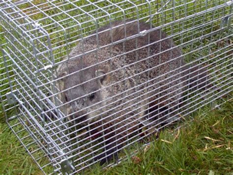 Groundhog Removal