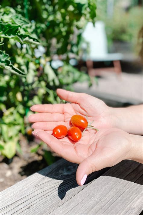 Taking Care Of Tomato Plants – House of Andaloo