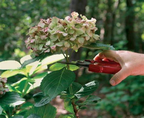 Hortensien: Das Geheimnis des Floristen für üppige Blüten und leuchtende, kräftige Blätter ...