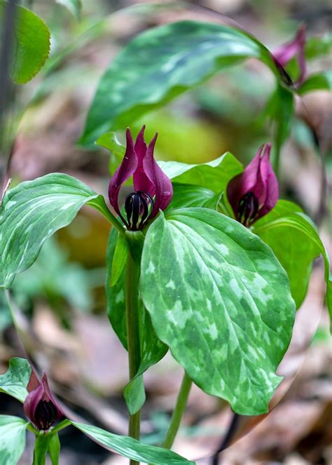 Wisconsin State Flower Trillium - Beautiful Insanity