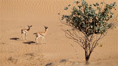 What to Know About Dubai Desert Conservation Reserve - Arabia Horizons Blog