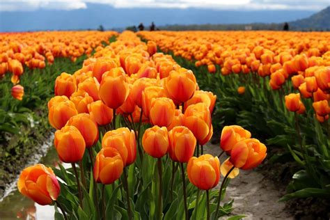 Skagit Valley Tulip Festival - Mount Vernon Chamber of Commerce