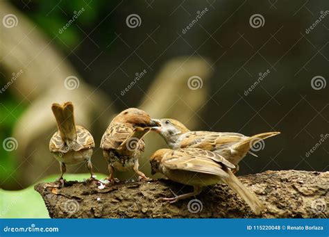 Philippine Maya Bird Or Eurasian Tree Sparrow Perching On Tree Branch Royalty-Free Stock Photo ...