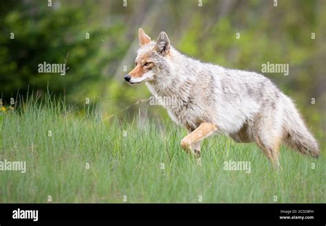 Coyote in the wild Stock Photo - Alamy