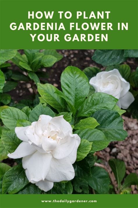 How to Plant Gardenia Flower in Your Garden (Tricks to Care!)