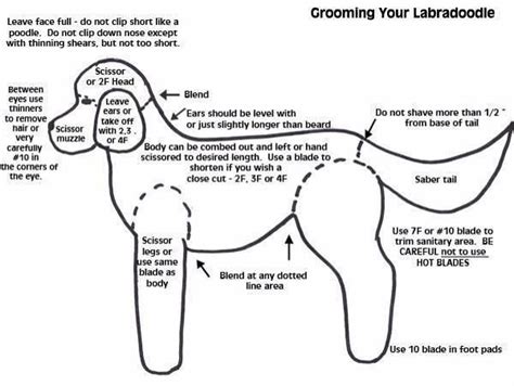 Chien Goldendoodle, Labradoodle Grooming, Goldendoodle Haircuts, Australian Labradoodle Puppies ...