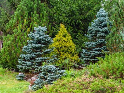 Growing A Conifer Garden – Tips For Landscaping With Conifers