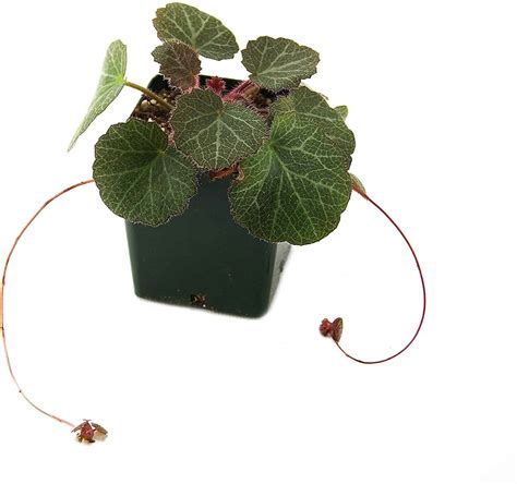 Strawberry Begonia: When Is The Perfect Time To Propagate It? - Potted Well