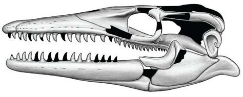 New species of mosasaur named for Norse sea serpent