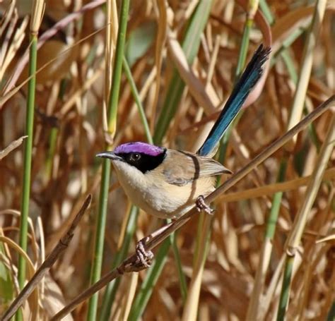 Purple-crowned Fairy-wren (male), Australia