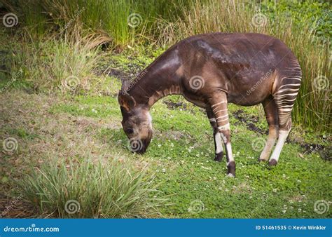 Beautiful Striped Okapi stock image. Image of background - 51461535