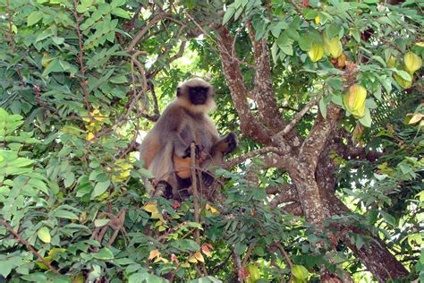 Free Images : forest, branch, wildlife, jungle, sitting, mammal, dharwad, fauna, primate ...