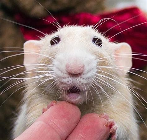 12 Photos That Will Change Your Mind About Rats | PETA