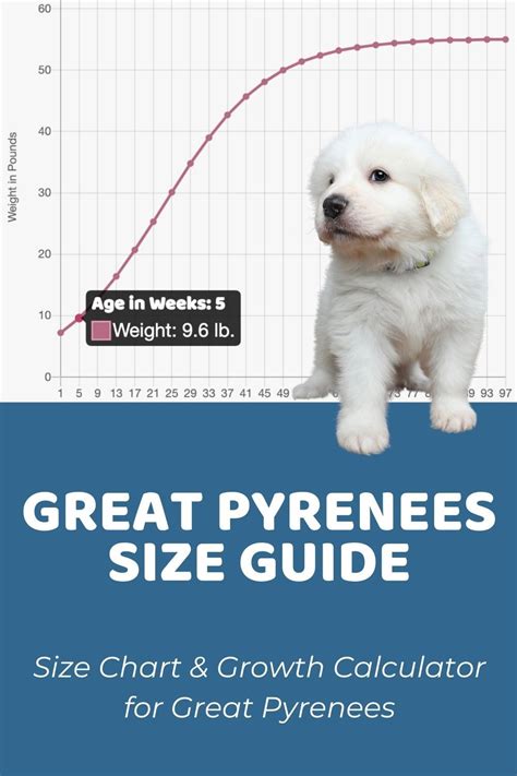 Great Pyrenees Size Guide: How Big Do Great Pyrenees Get? Pyrenees ...