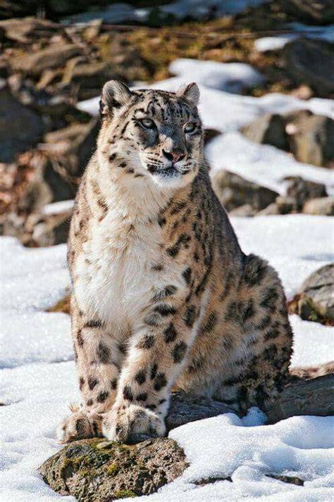 Snow Leopard | Wild cats, Animals beautiful, Cats and kittens