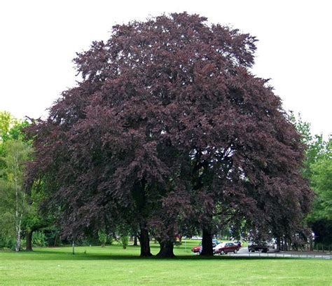 FAGUS SYLVATICA `PURPUREA` | Periland