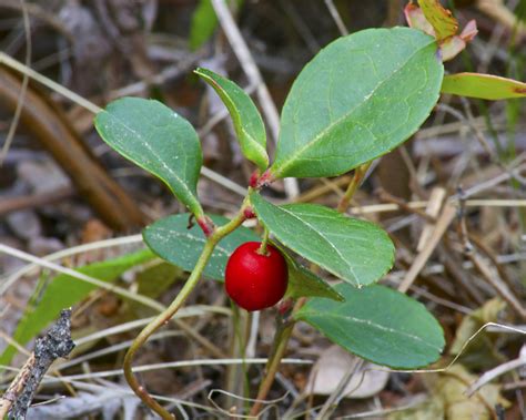 4 Herbs You Can Find During a Winter Forage - Hobby Farms