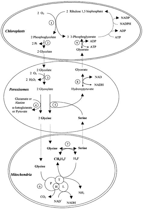 Folate metabolism in plants. Schematic representation of the... | Download Scientific Diagram