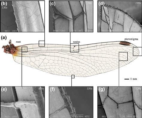 Photograph ( a ) of a dragonfly Sympetrum vulgatum forewing with inset... | Download Scientific ...