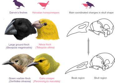 Darwin’s finches and honeycreepers | University of Oxford