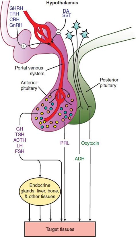 Hypothalamic & Pituitary Hormones | Basicmedical Key