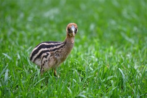 Cassowary Baby