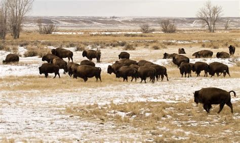 How bison survive winter in the Northern Great Plains | Stories | WWF