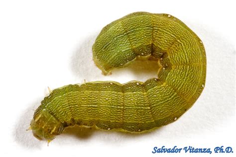 Lepidoptera-Noctuidae-Spodoptera exigua-Small Mottled Willow Moth LARVA ...