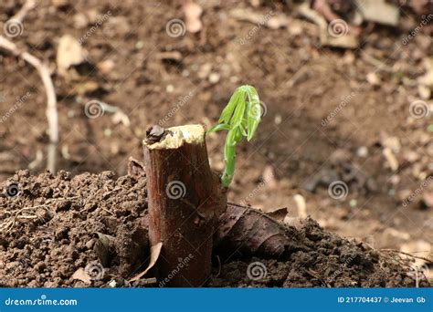 Young and Fresh Bud of Tapioca Plant Generating from Its Stem Stock ...