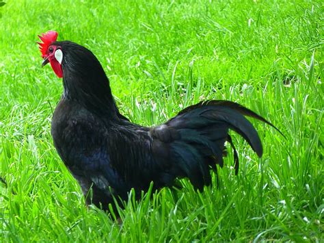 chicken, black, augsburger chicken, chicken breed, livestock, hahn, bird, feather, poultry ...