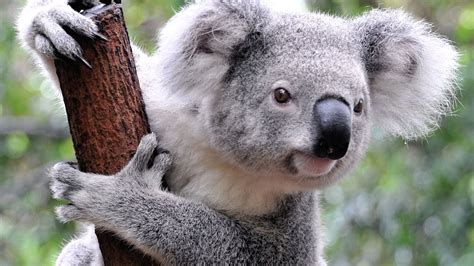 animals, Koalas, Mammals Wallpapers HD / Desktop and Mobile Backgrounds