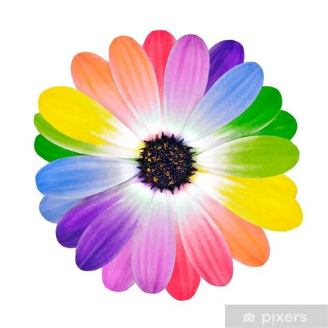 Wall Mural Rainbow Multi Colored Petals of Daisy Flower - PIXERS.CA