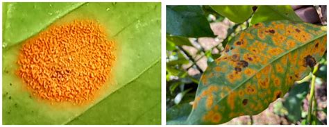 Coffee Leaf Rust (Hemileia vastatrix) in Kenya—A Review