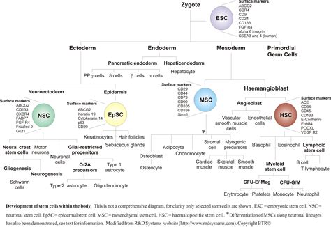 Mesenchymal Stem Cells Markers