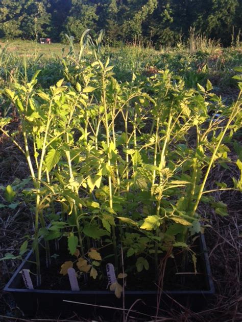 Transplanting Tomato Seedlings | Southern Exposure Seed Exchange