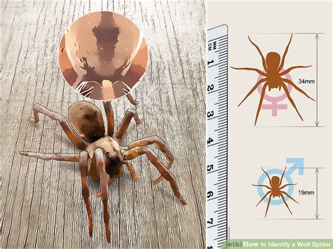 How to Identify a Wolf Spider: 12 Steps (with Pictures) - wikiHow