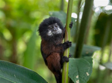 Yasuni National Park Paddling Tour, Ecuador | 10Adventures