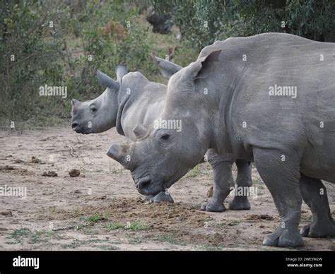 Two beautiful white rhinos in Kruger National Park, their horns safety removed to deter poaching ...