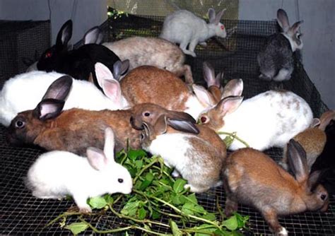 Rabbit Farming Info and Project Guide | Agri Farming