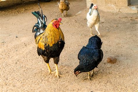 Premium Photo | Rooster and hen on the farm selective focus