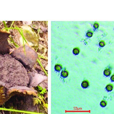 Cantharellus cibarius with their spores Figure 3: Laccaria laccata with ...