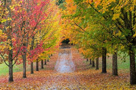 Oregon Fall Foliage: Where To Find The Most Stunning 2022