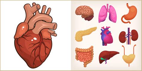 Como Dibujar Un Corazon Humano - corazón humano — Archivo Imágenes ...