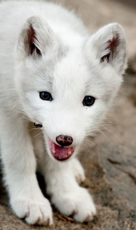 World Of Technology: Arctic Fox Pups