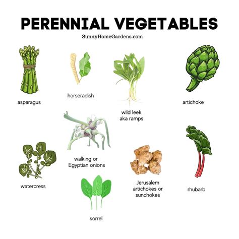 9 Awesome Perennial Vegetables You Need To Add To Your Garden - Sunny Home Gardens