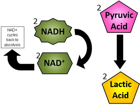 Lactic Acid Fermentation In Muscle Cells