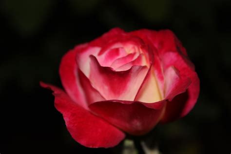 .rose at night Home Flowers, Flower Photos, Beautiful Roses, Colorful Backgrounds, Daily, Night ...