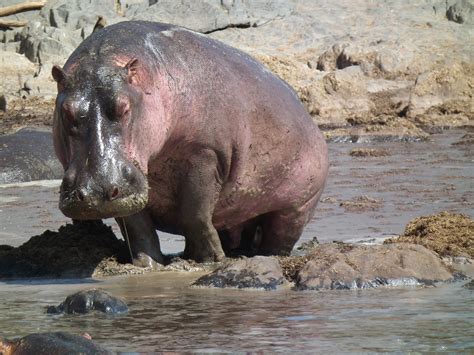 File:Hippopotamus amphibius in Tanzania 2827 Nevit.jpg